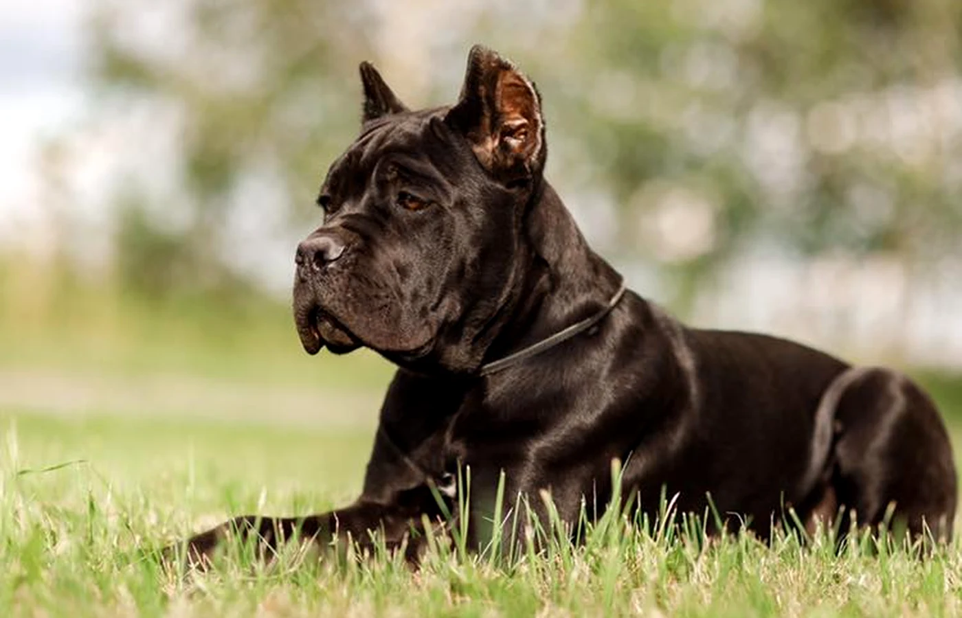 Cane Corso